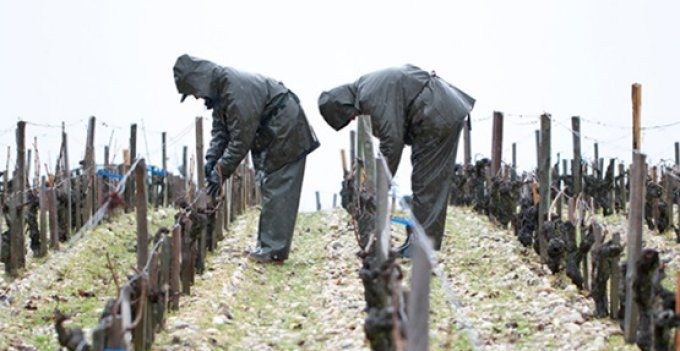 Château Latour, Premier Cru Classé AOC Pauillac à acheter en ligne