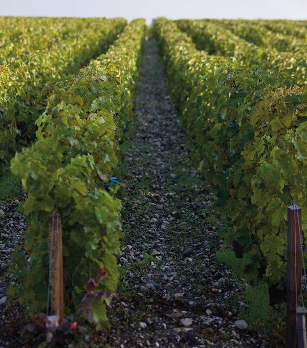 Château Latour, Premier Cru Classé AOC Pauillac - vignoble sur un sol de graves profondes