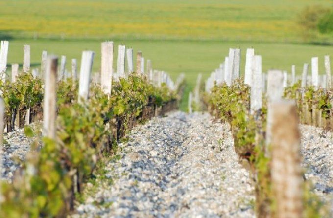Château Margaux, Premier Cru Classé AOC Margaux - un vignoble sur un sol de graves profondes