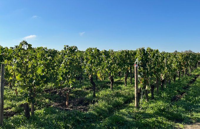 Château Petrus AOC Pomerol - vignes enherbées