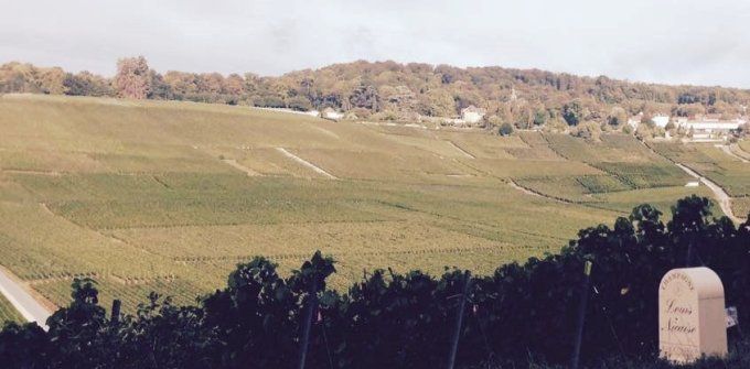 vignoble Champagne Louis Nicaise Brut Réserve Premier Cru