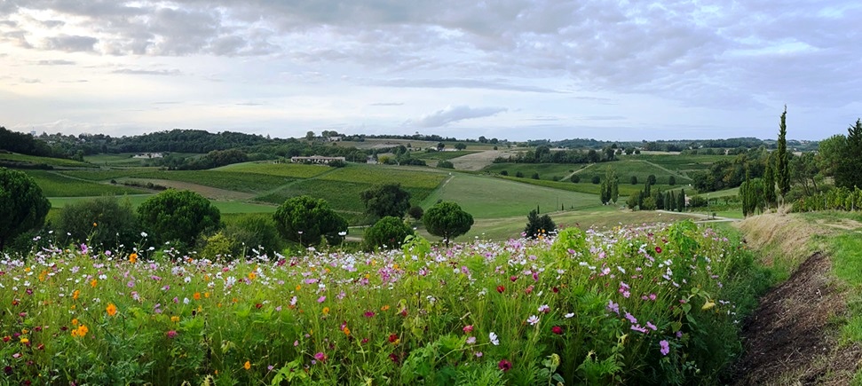 Château de La Grave - des fleurs pour les abeilles, une pratique viticulture biologique et biodynamie